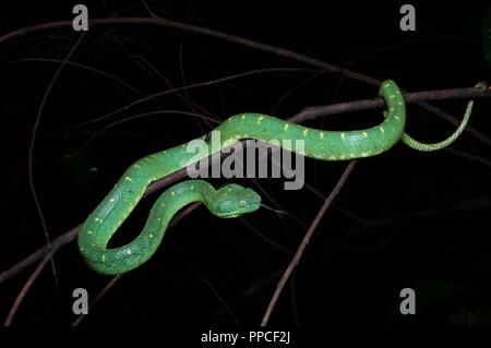 Western bush viper (Atheris chlorechis Stock Photo - Alamy