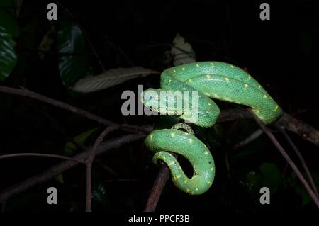 West African Bush Viper Atheris Chlorechis Stock Photo - Image of animal,  sierra: 136564930