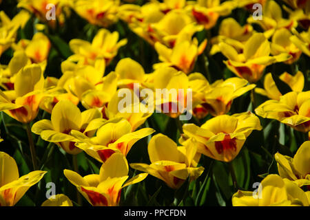 Tulipsform a genus of spring-blooming perennial herbaceous bulbiferous ...