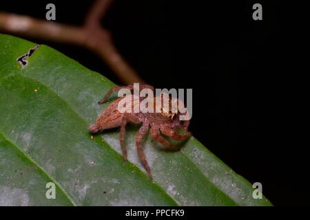 A pretty red and brown jumping spider (family Salticidae) on a leaf at night in Bobiri Forest Reserve, Ghana, West Africa Stock Photo