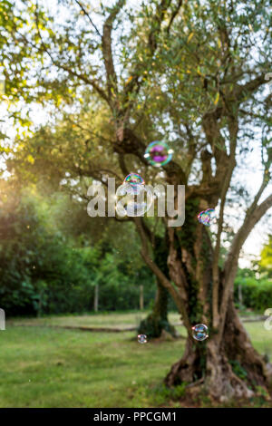 Small Bubbles Against Blurry Old Green Trees at the Park on a Sunny Day. Stock Photo