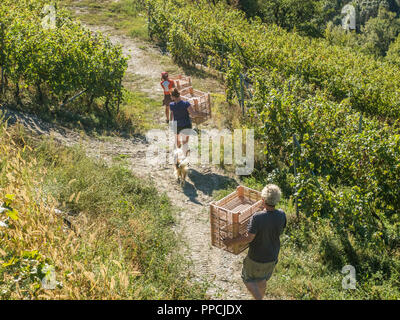 Moving the empty trays during harvest time at Les Granges organic Vineyard in the Aosta Valley NW Italy Stock Photo