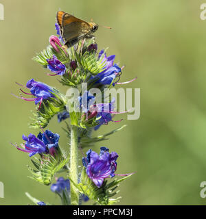 An unknown butterfly pollinates a blue flower on a warm sunny day. Stock Photo