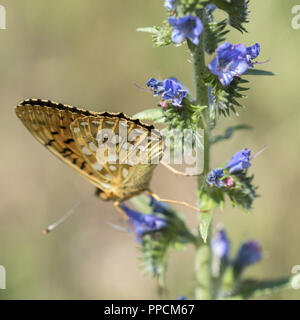 An unknown butterfly pollinates a blue flower on a warm sunny day. Stock Photo