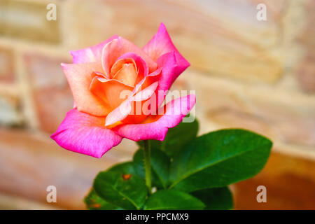 Single large rose with pink and salmon colored petals in a light brown background Stock Photo