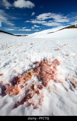 Red algae in the snow on a receding glacier in Suspiros Bay on Joinville Island just off the Antarctic Peninsula. The Peninsula is one of the fastest warming places on the planet. Stock Photo