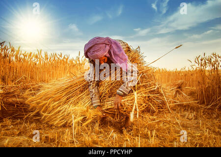 An old indian woman Farmer collecting bundles of wheat stalk ; Haryana ; India Stock Photo