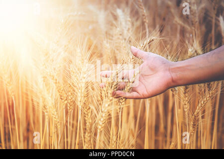 Hand of a farmer caressing wheat field in haryana, India Stock Photo