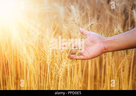 Hand of a farmer caressing wheat field in haryana, India Stock Photo