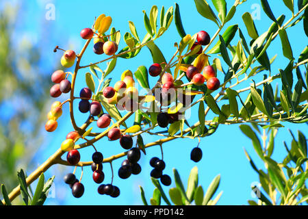 Olive tree on blue sky background Stock Photo