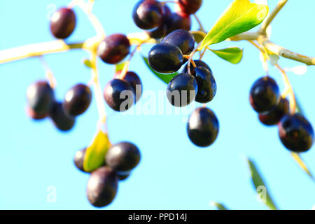 Olive tree on blue sky background Stock Photo