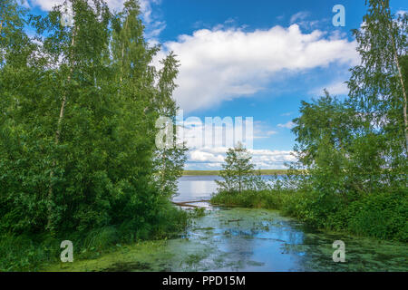A quiet backwater of the river overgrown with duckweed, on a Sunny summer day. Stock Photo