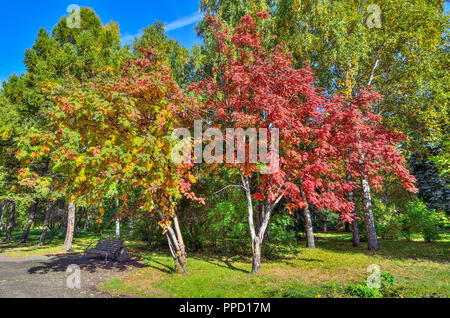 Cozy Corner of autumn park with bench in shadow of bright, colorful rowan tree branches with bunches of red berries - picturesque autumnal landscape a Stock Photo