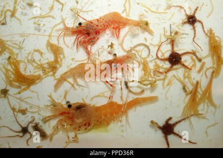 Shrimp and Brittlestars Ophiuroidea spp.Caught during Trawling In the Arctic Ocean on board the CCGS Amundsen Stock Photo