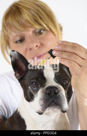 Boston Terrier at the veterinarian getting a treatment with eye drops
