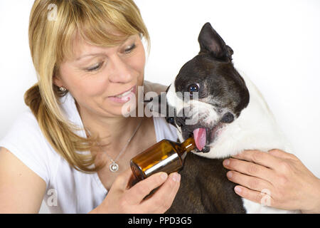 Boston Terrier at the vet getting treatment with medication from a bottle