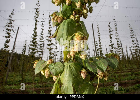 Hopfenanbau near Nandlstadt in the district of Freising. Stock Photo