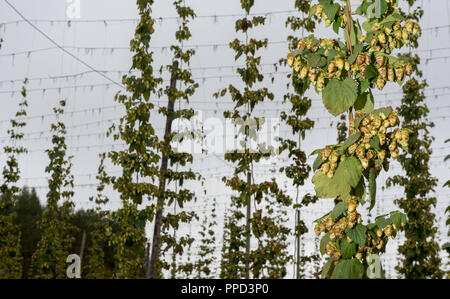 Hopfenanbau near Nandlstadt in the district of Freising. Stock Photo