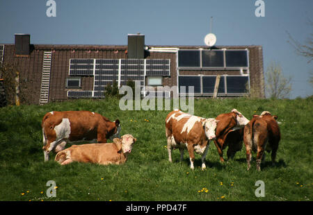 Cows on a pasture at Unterweikertshofen (municipality of Erdweg). In the background is a roof covered with solar collectors. Stock Photo