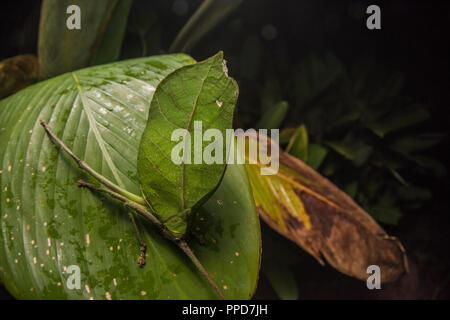 A katydid blending in and mimicking a leaf in the Amazon rainforest in order to stay hidden from predators.