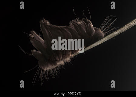 Puss caterpillar (Megalopyge opercularis), venomous North American