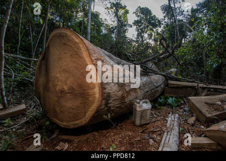 A logging site in Madre de Dios, Peru. Illegal logging is a huge threat to the Amazon rainforest.  Here a mature hardwood tree has been felled.