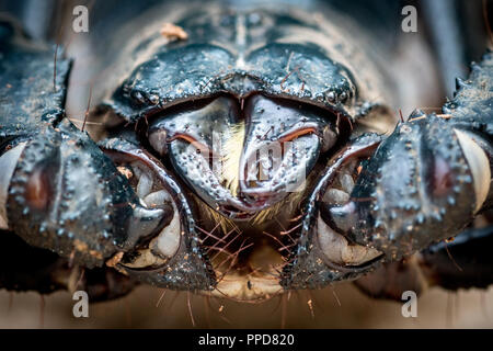 Asian giant forest scorpion (Heterometrus laoticus) on white background