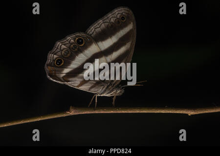 A small Peruvian butterfly exhibits its beautiful black and white striped wings. Stock Photo