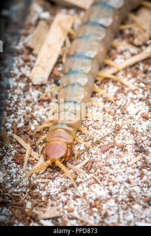 Tropical Centipede (Scolopendromorpha) Stock Photo