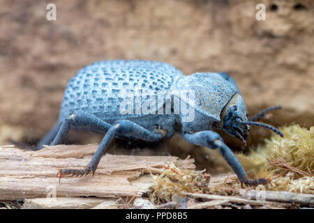 Desert ironclad beetle or blue death feigning beetle (Asbolus verrucosus  Stock Photo - Alamy