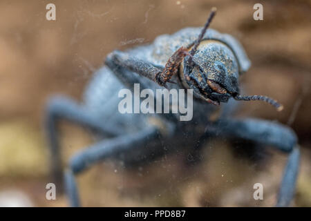 Desert ironclad beetle or blue death feigning beetle (Asbolus verrucosus  Stock Photo - Alamy