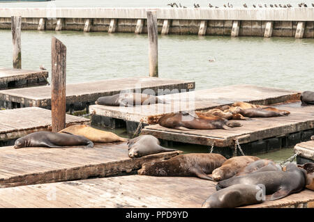 San Francisco, California - September 26th 2018. Sea Lions basking on a pier in San Francisco near Pier 39. Stock Photo