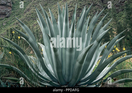 PITA (American Agave). Magey. Plant of the family Amaryllidaceae. It grows  on dry, warm, semi-desert terrains in Central America. Valley of the  Urubamba River. Peru Stock Photo - Alamy