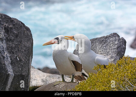 One Nazca Booby Preening Another on Espanola Island in the Galapagos Stock Photo