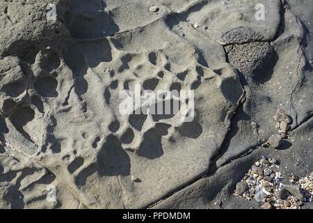 Wave, sea and weather eroded rock with pitting and cracks. Small collection of pebbles and shell grit at bottom of frame. Stock Photo