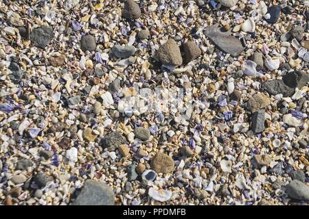 Collection of colorful shell grit and peebles, closeup. Stock Photo