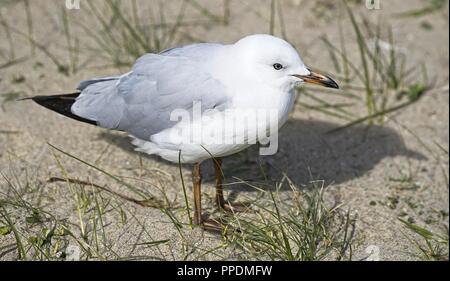 Young Australian Seagull standing on the sand, posing for the camera, closeup. Stock Photo