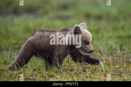 Walking Brown bear cub on the bog in the summer forest. Sceintific name: Ursus arctos. Stock Photo