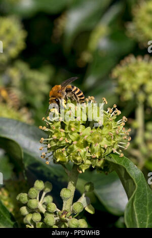 Ivy Bee (Colletes hederae) Stock Photo