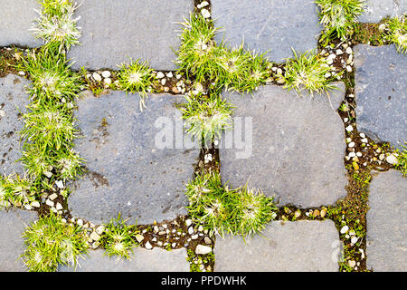 grass growing between cobblestones in Rome Stock Photo
