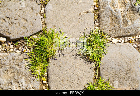 grass growing between cobblestones in Rome Stock Photo