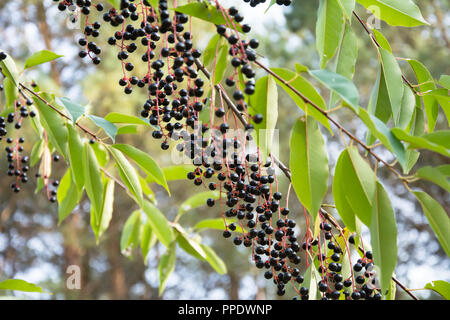 A twig of bird cherry with many ripe black berries surrounded with green leaves Stock Photo