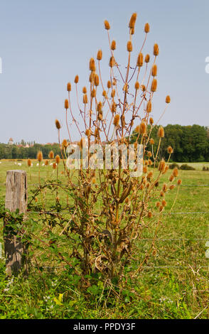 Wild Teasel with dried flower heads in summer Stock Photo