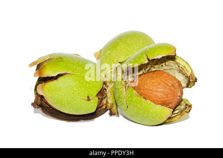 Ripe nuts of a Walnut tree, still in their husks, isolated on a white background Stock Photo