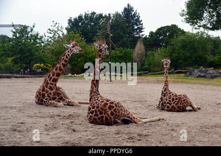 A Group of Three Rothschilds Giraffes (Giraffa camelopardalis rothschildi) Sitting Down in there Enclosure at Chester Zoo. Stock Photo