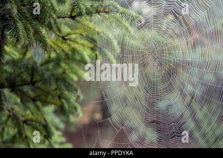 Beautiful cobweb cowered with dew drops, spreaded between trees in a garden Stock Photo