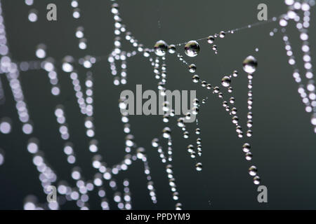 Macro of dew drops on a cobweb Stock Photo