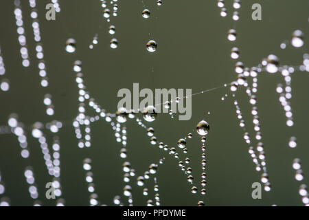 Macro of drops of water on a cobweb Stock Photo