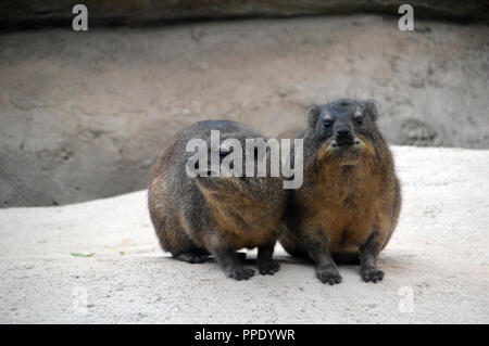A Pair of Rock Hyraxes (Procavia capensis) on a Rock in its  Enclosure at Chester Zoo. Stock Photo