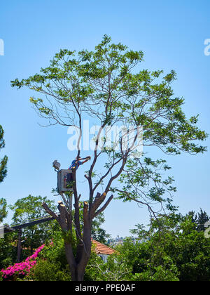 Bodrum, Turkey - July 6, 2018. A worker pruning a tree at height in a garden. Stock Photo